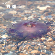 10–15 обожжённых в день: медузы-крестовики начали «захват» мелководных бухт Приморья
