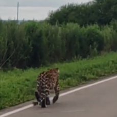 Молодой и неопытный леопард вышел на дорогу под Уссурийском (ВИДЕО)