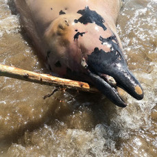 Труп молодого кита выбросило на берег пляжа в Приморье