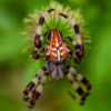 Самка Araneus ishisawai. Фото: Павел Симонов — newsvl.ru