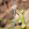 Самец паука-осы (Argiope bruennichi). Фото: Павел Симонов — newsvl.ru