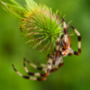 Самка Araneus ishisawai. Фото: Павел Симонов — newsvl.ru