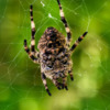 Самка Araneus ventricosus. Фото: Павел Симонов — newsvl.ru