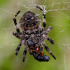 Самка Araneus ventricosus. Фото: Павел Симонов — newsvl.ru