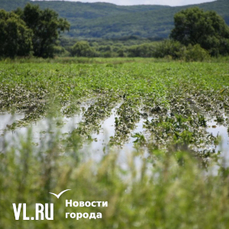 Ночные дожди существенно не сказались на паводковой обстановке в Приморье