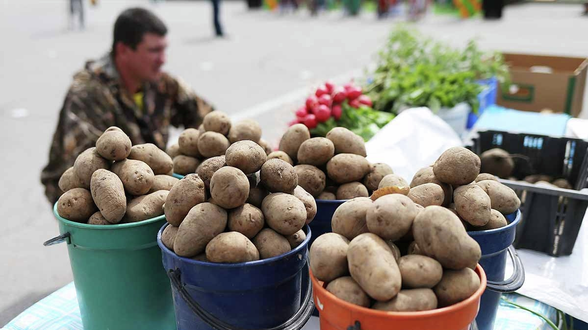 К уборке и продаже картофеля приступили хабаровские дачники