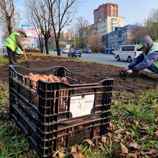 Более 40 тысяч тюльпанов высадят во Владивостоке в зиму