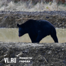 Привлечь медведя к машине с людьми в Тернейском районе могла свалка у реки