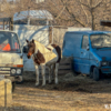 На Кунгасном вместо штрафстоянки пасутся кони — newsvl.ru