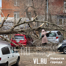 В центре Владивостока дерево упало на крыши пяти машин 