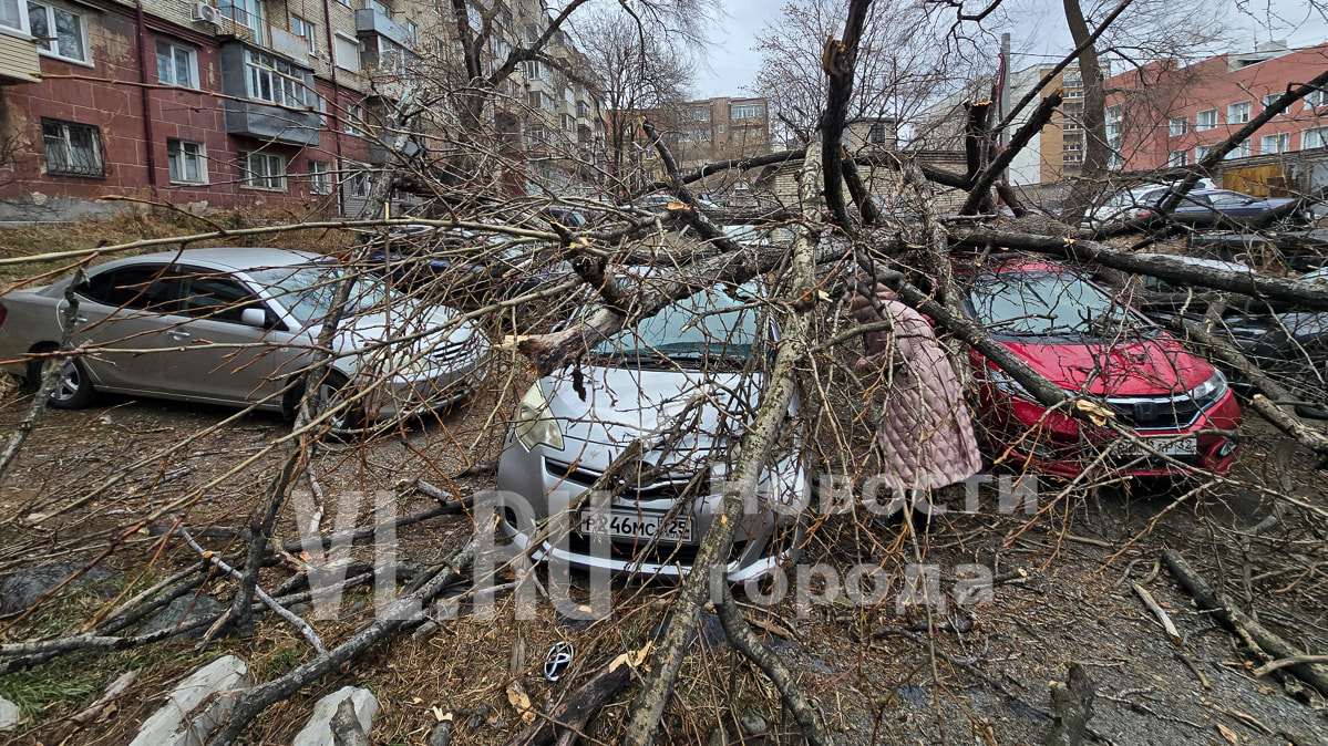 Штормовой ветер валит деревья и заборы во Владивостоке (ФОТО)