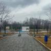 Вырубить пихту пришлось из-за того, что она заболела трутовиком — newsvl.ru