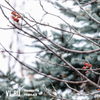     -7 C  