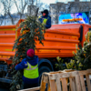 Сегодня изъяли в общей сложности 40 ёлок — newsvl.ru