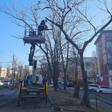 Почти 30 деревьев вырубят на улице Русской во Владивостоке, так как они угрожают пешеходам и машинам