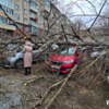 В центре Владивостока дерево упало на крыши пяти машин — newsvl.ru