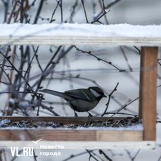 Сегодня во Владивостоке до -7 °C