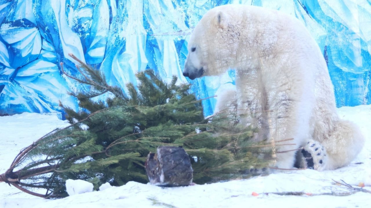 Сдать живые елки после новогодних праздников в зоосад предлагают хабаровчанам