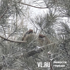 Прошлая ночь во Владивостоке была самой холодной с начала зимы