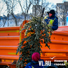 Старые ёлки бесплатно принимают на площадке бывшего мусоросжигательного завода на Бородинской (ИНСТРУКЦИЯ)