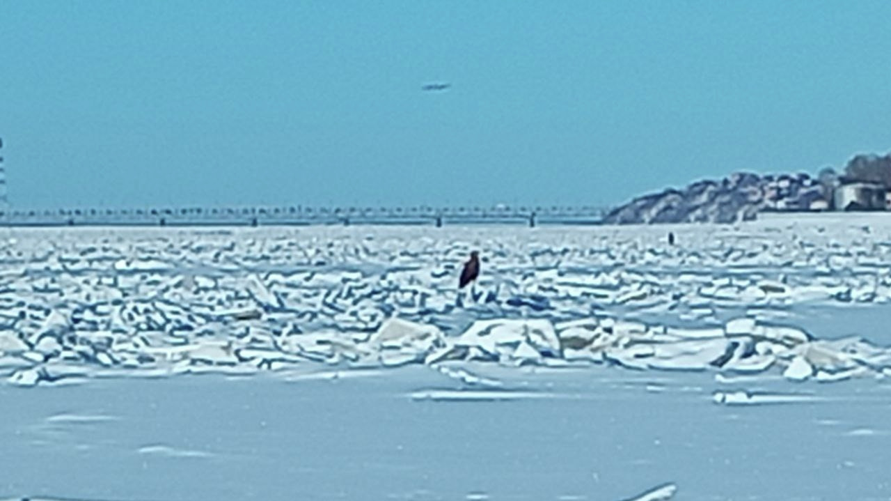 Белохвостого орлана заметили хабаровчане на набережной города (ФОТО)