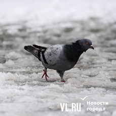 Сегодня во Владивостоке небольшой снег