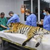 Фото: Центр «Тигр» — newsvl.ru