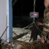 Фото: Центр «Тигр» — newsvl.ru