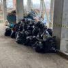 Жители собрали 300 кубов мусора, разложили по мешкам — newsvl.ru