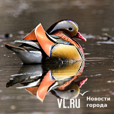 Сегодня во Владивостоке до +15 °С