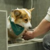 Хозяева могут помыть лапы четвероногому другу сразу после прогулки — newsvl.ru