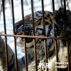 Инициативу об отстреле конфликтных тигров в Приморье отклонили, но жители &laquo;угрожаемых&raquo; районов так и не знают, что им делать