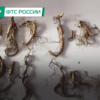  — newsvl.ru