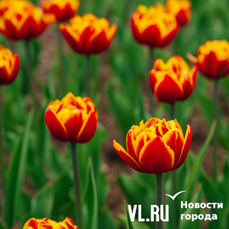 Сегодня во Владивостоке до +21°C, в конце дня возможен небольшой дождь