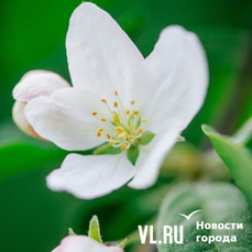 Сегодня во Владивостоке до +18 °С