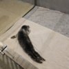 Фото: реабилитационный центр «Тюлень» — newsvl.ru