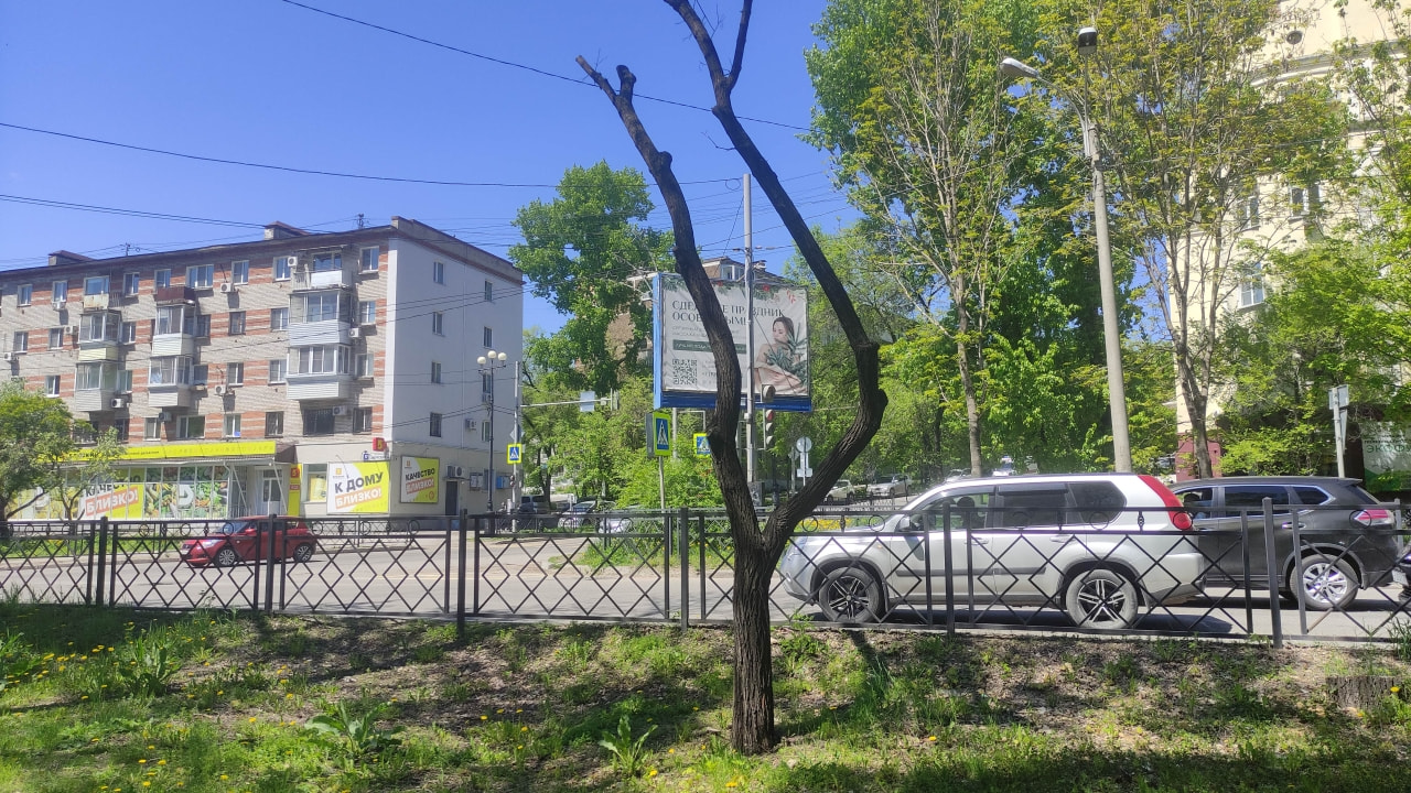 Лесоповал на Амурском бульваре: трагическая судьба древнего пня (ФОТО)