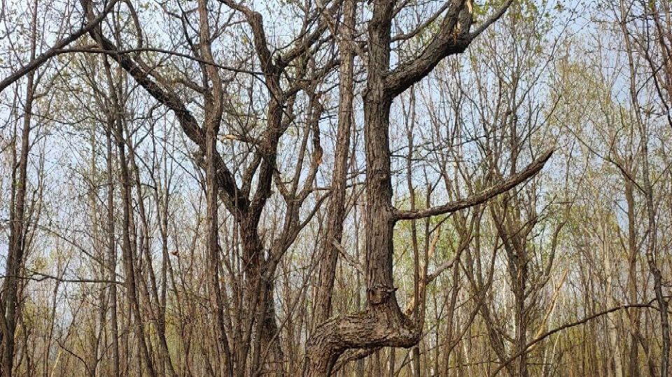 «Мутанты» леса: ученые объяснили «загогулины» среди деревьев