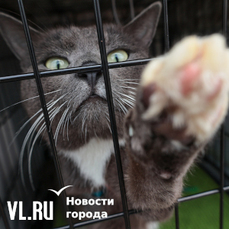 Дрессировка для Мурзика и напарник для голубоглазого кота: первая в этом году уличная выставка-раздача бездомных животных проходит во Владивостоке