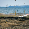 Патрокл — newsvl.ru