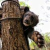 2014. Шкотовский сафари-парк встречает новых обитателей — newsvl.ru