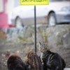 2016. Коты греются под весенним солнцем — newsvl.ru