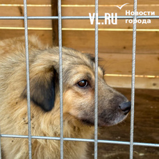 Домашняя собака покусала пятилетнюю девочку в селе Варфоломеевка