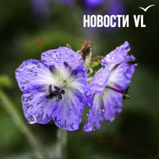 Сегодня во Владивостоке утром морось, днём до +19 °C