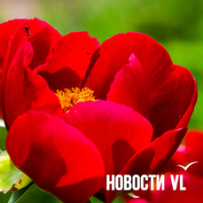 Сегодня во Владивостоке до +23 °C