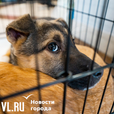В Приморье предложили штрафовать тех, кто мешает отлову собак и прикармливает бездомных животных