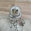 Фото: Центр «Тигр» — newsvl.ru