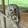 Фото: Центр «Тигр» — newsvl.ru