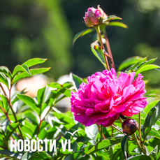 Сегодня во Владивостоке до +28 °С