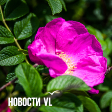Жара до +30 ожидается во Владивостоке на этой неделе